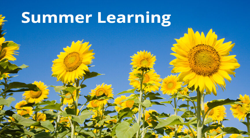 Sun flower field "Summer Learning"