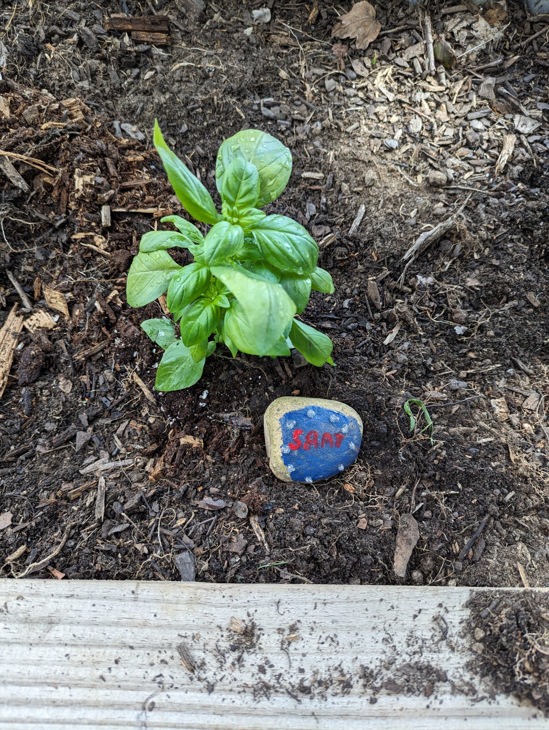 basil and a paint rock