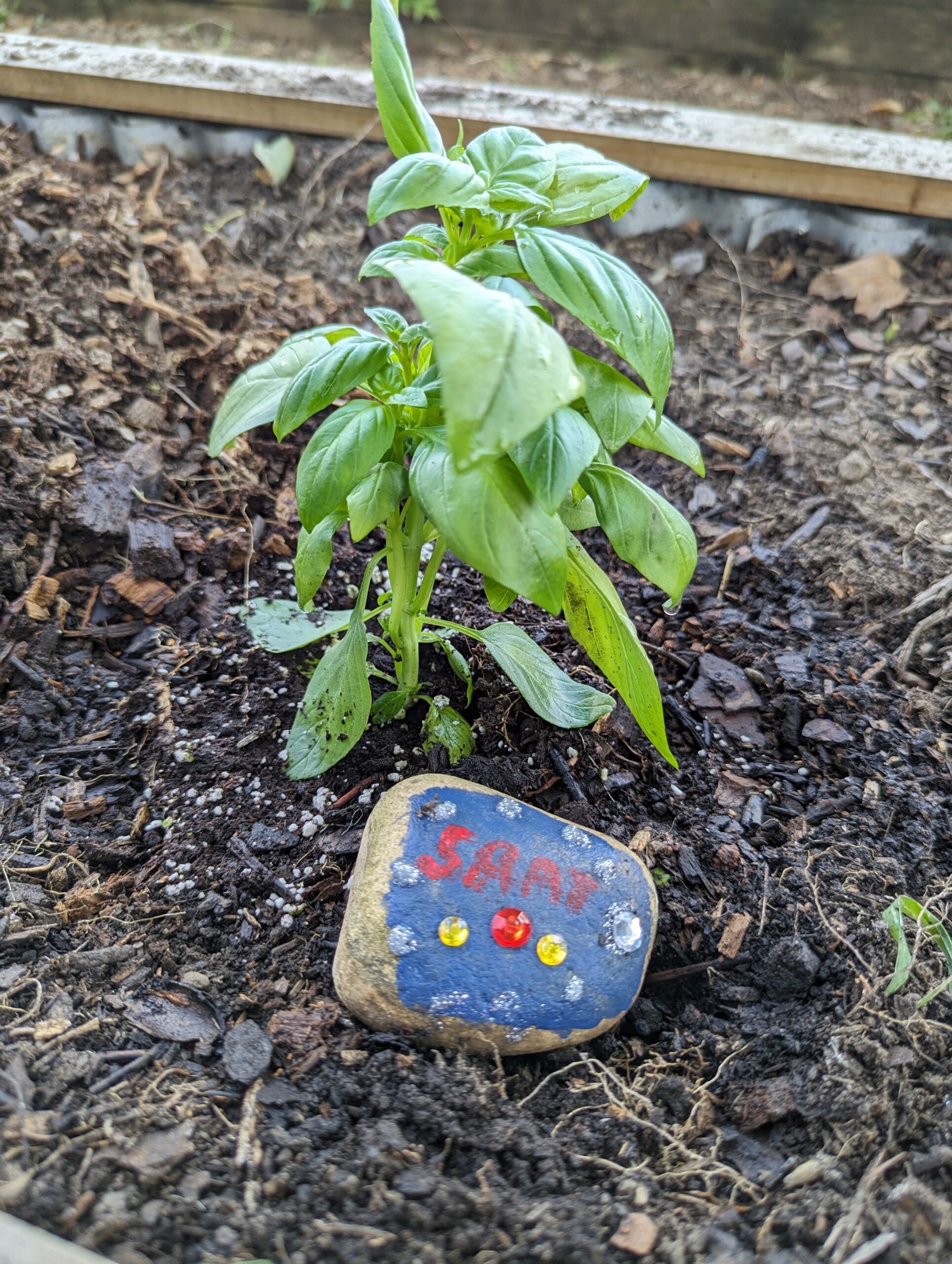 basil and a painted rock.