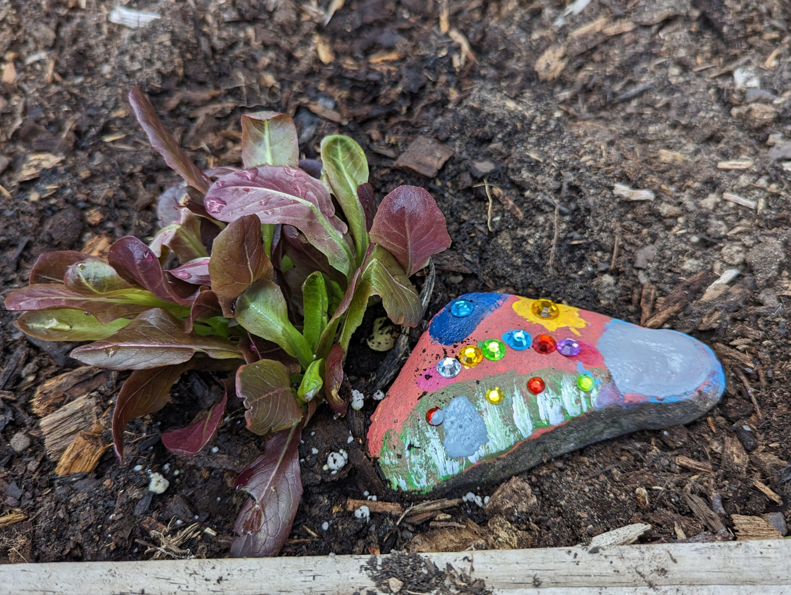 lettuce and painted rock