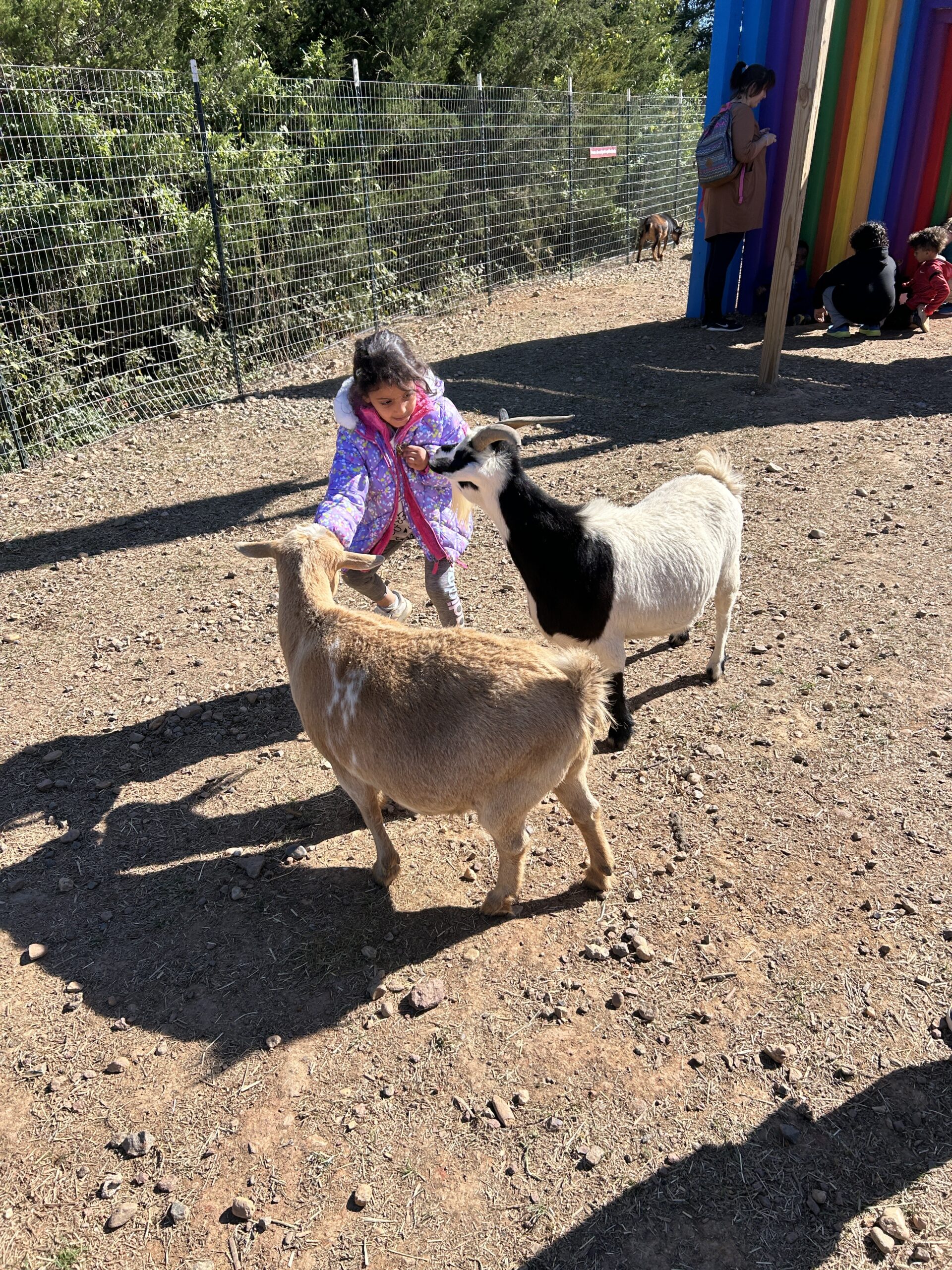 A student feeding two goats